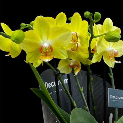 4️⃣2️⃣. Dazzling Collection Phalaenopsis Orchid – Mixed Colours | 35cm Tall | 12cm Nursery Pot