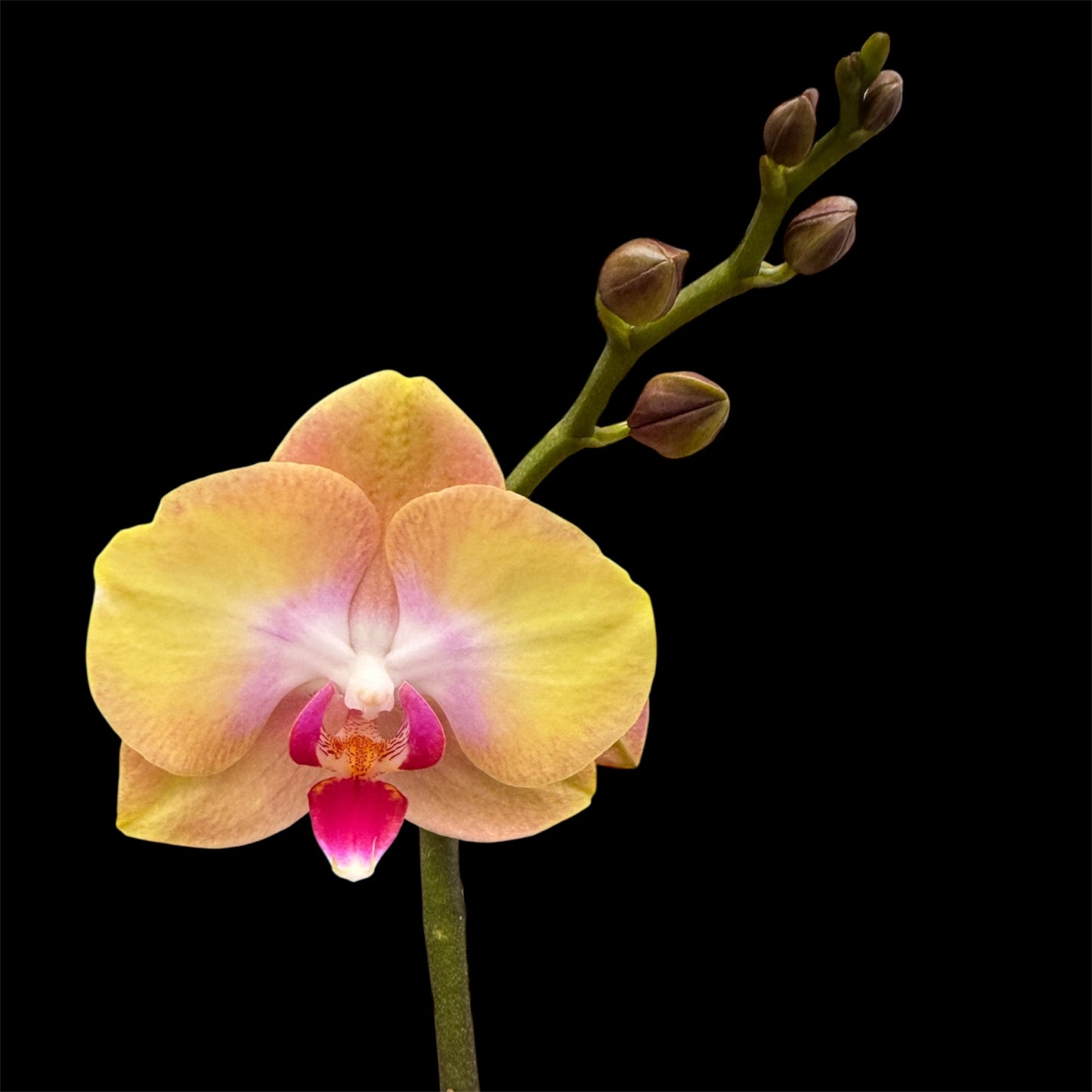 5️⃣4️⃣. Small Phalaenopsis Orchid Mix – Famous Varieties | 9cm Nursery Pot | Single Spike Live Flowering Orchid (Pet Friendly)