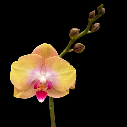 5️⃣4️⃣. Small Phalaenopsis Orchid Mix – Famous Varieties | 9cm Nursery Pot | Single Spike Live Flowering Orchid (Pet Friendly)