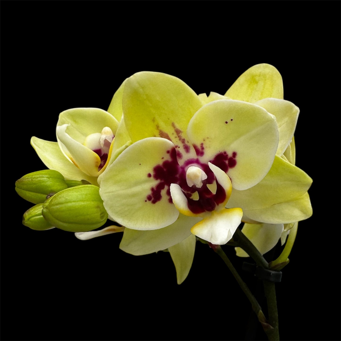 5️⃣4️⃣. Small Phalaenopsis Orchid Mix – Famous Varieties | 9cm Nursery Pot | Single Spike Live Flowering Orchid (Pet Friendly)