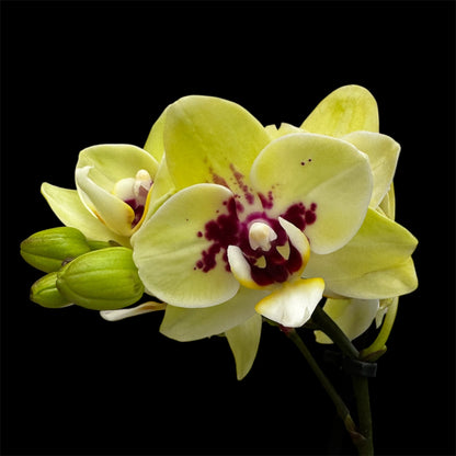 5️⃣4️⃣. Small Phalaenopsis Orchid Mix – Famous Varieties | 9cm Nursery Pot | Single Spike Live Flowering Orchid (Pet Friendly)