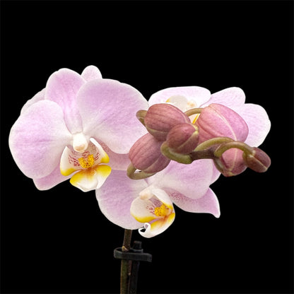 5️⃣4️⃣. Small Phalaenopsis Orchid Mix – Famous Varieties | 9cm Nursery Pot | Single Spike Live Flowering Orchid (Pet Friendly)