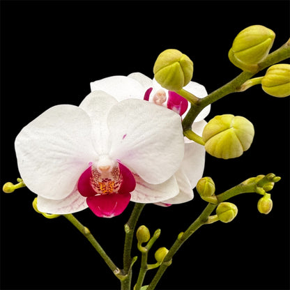 5️⃣4️⃣. Small Phalaenopsis Orchid Mix – Famous Varieties | 9cm Nursery Pot | Single Spike Live Flowering Orchid (Pet Friendly)