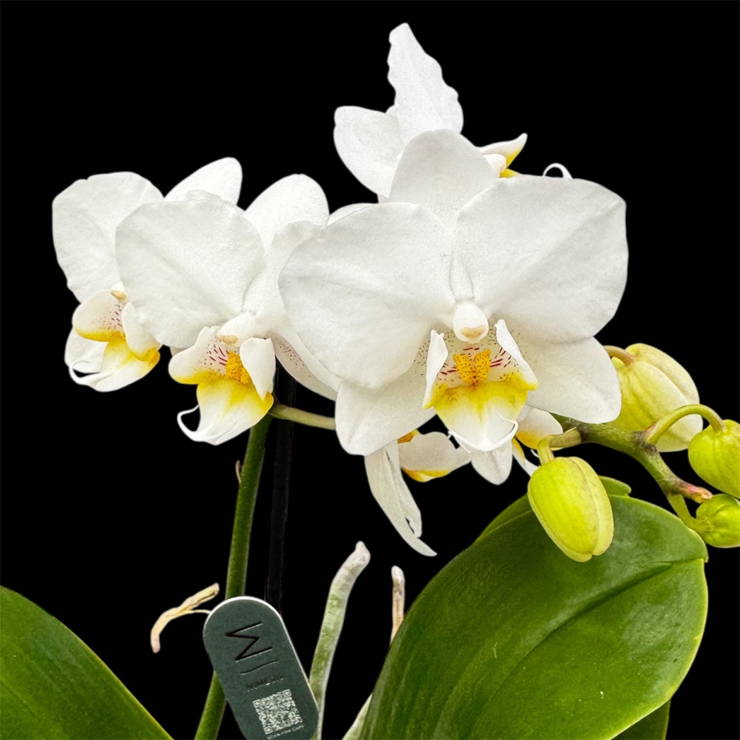 5️⃣4️⃣. Small Phalaenopsis Orchid Mix – Famous Varieties | 9cm Nursery Pot | Single Spike Live Flowering Orchid (Pet Friendly)