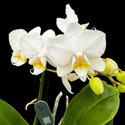 5️⃣4️⃣. Small Phalaenopsis Orchid Mix – Famous Varieties | 9cm Nursery Pot | Single Spike Live Flowering Orchid (Pet Friendly)