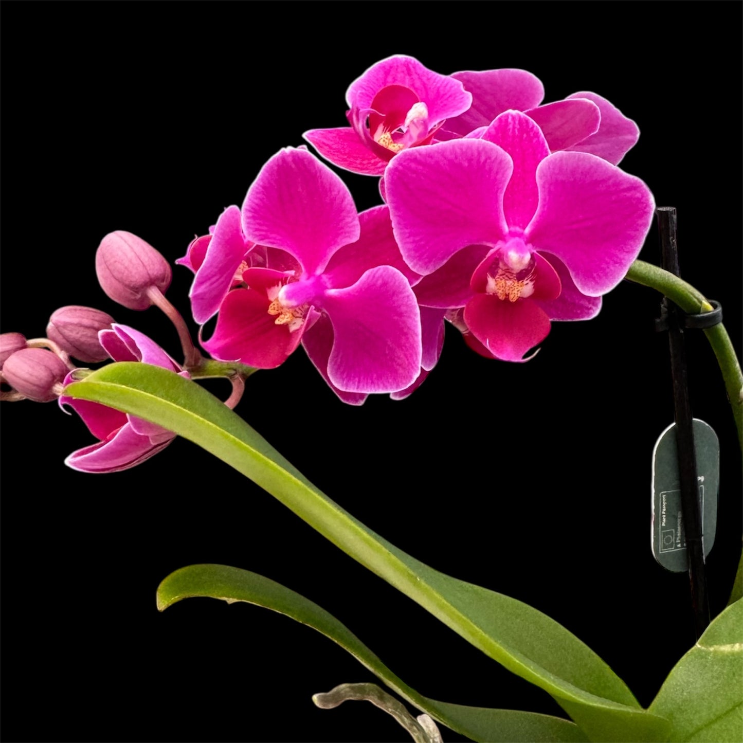 5️⃣4️⃣. Small Phalaenopsis Orchid Mix – Famous Varieties | 9cm Nursery Pot | Single Spike Live Flowering Orchid (Pet Friendly)
