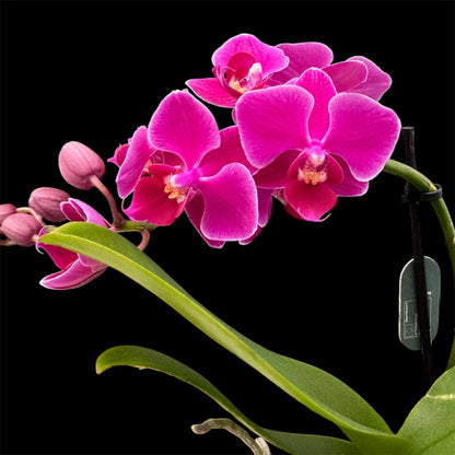 5️⃣4️⃣. Small Phalaenopsis Orchid Mix – Famous Varieties | 9cm Nursery Pot | Single Spike Live Flowering Orchid (Pet Friendly)