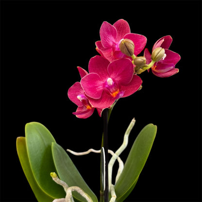 5️⃣4️⃣. Small Phalaenopsis Orchid Mix – Famous Varieties | 9cm Nursery Pot | Single Spike Live Flowering Orchid (Pet Friendly)