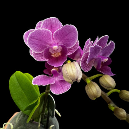 5️⃣4️⃣. Small Phalaenopsis Orchid Mix – Famous Varieties | 9cm Nursery Pot | Single Spike Live Flowering Orchid (Pet Friendly)