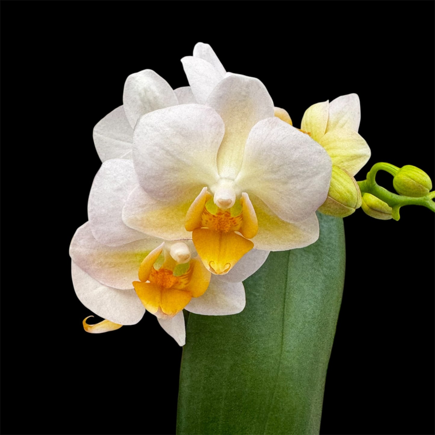 5️⃣4️⃣. Small Phalaenopsis Orchid Mix – Famous Varieties | 9cm Nursery Pot | Single Spike Live Flowering Orchid (Pet Friendly)