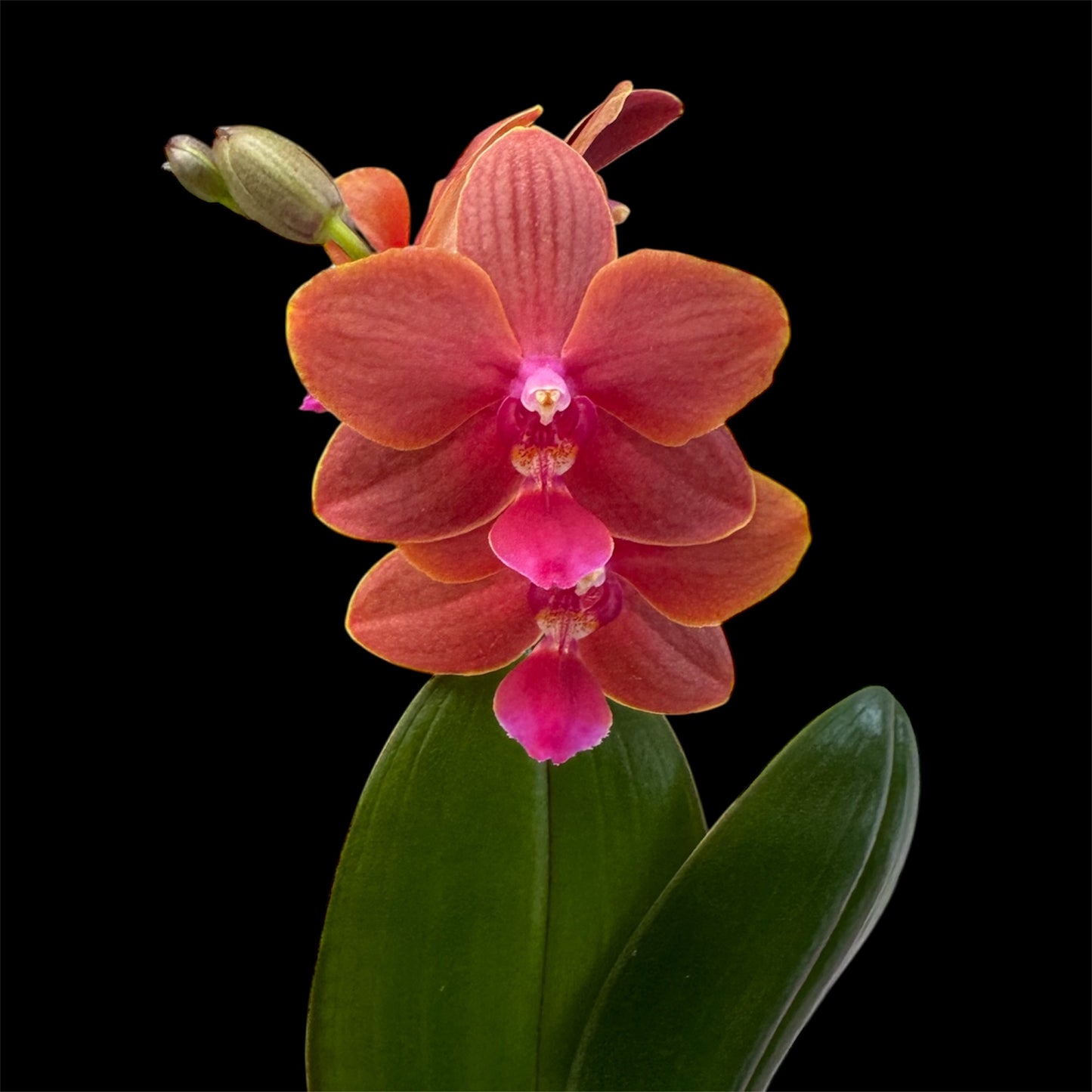 5️⃣4️⃣. Small Phalaenopsis Orchid Mix – Famous Varieties | 9cm Nursery Pot | Single Spike Live Flowering Orchid (Pet Friendly)
