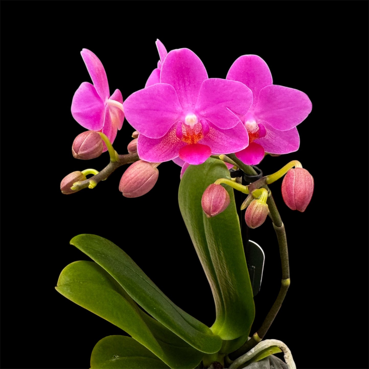 5️⃣4️⃣. Small Phalaenopsis Orchid Mix – Famous Varieties | 9cm Nursery Pot | Single Spike Live Flowering Orchid (Pet Friendly)