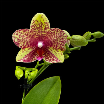 5️⃣4️⃣. Small Phalaenopsis Orchid Mix – Famous Varieties | 9cm Nursery Pot | Single Spike Live Flowering Orchid (Pet Friendly)