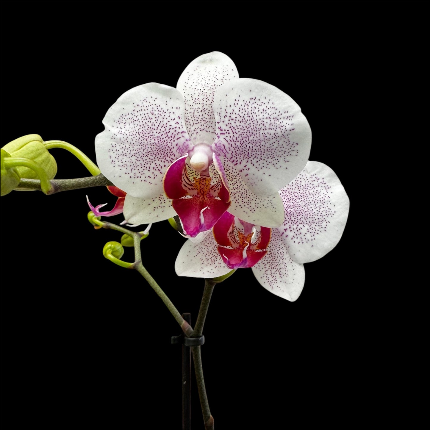 5️⃣4️⃣. Small Phalaenopsis Orchid Mix – Famous Varieties | 9cm Nursery Pot | Single Spike Live Flowering Orchid (Pet Friendly)