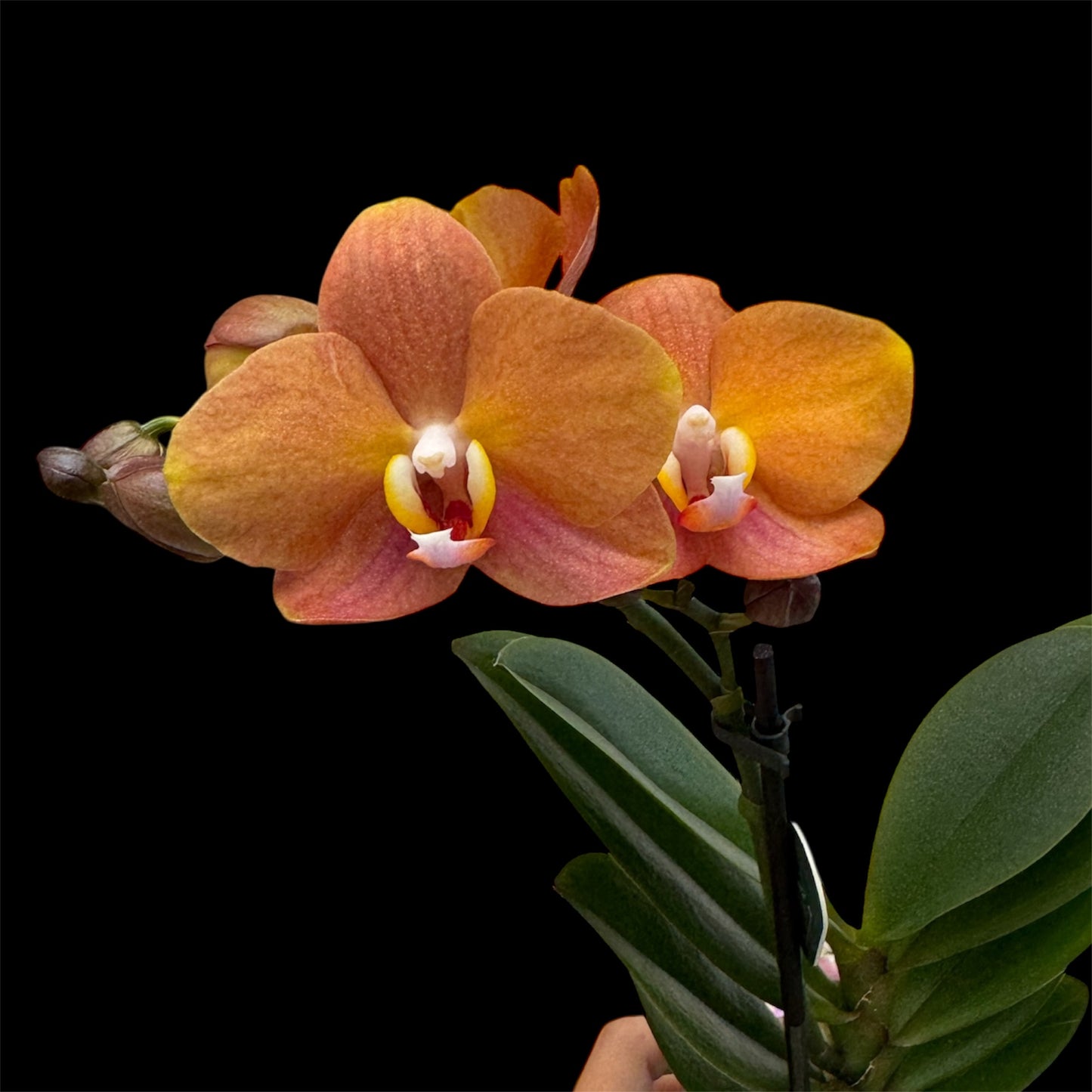 5️⃣4️⃣. Small Phalaenopsis Orchid Mix – Famous Varieties | 9cm Nursery Pot | Single Spike Live Flowering Orchid (Pet Friendly)