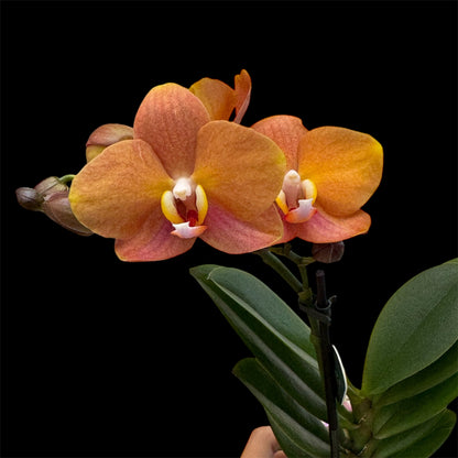 5️⃣4️⃣. Small Phalaenopsis Orchid Mix – Famous Varieties | 9cm Nursery Pot | Single Spike Live Flowering Orchid (Pet Friendly)