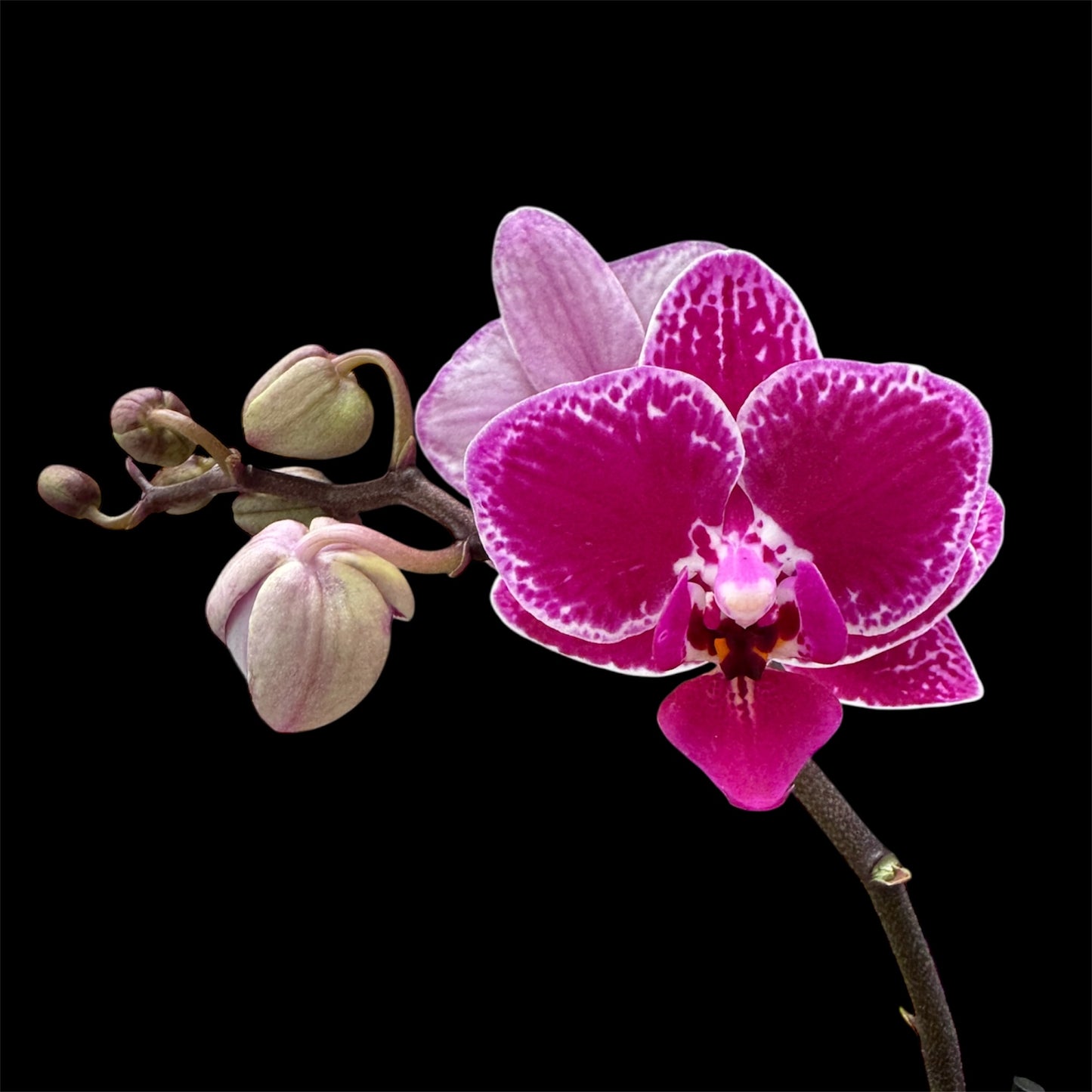 5️⃣4️⃣. Small Phalaenopsis Orchid Mix – Famous Varieties | 9cm Nursery Pot | Single Spike Live Flowering Orchid (Pet Friendly)