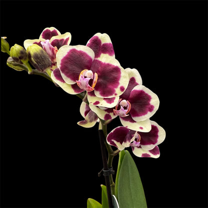 5️⃣4️⃣. Small Phalaenopsis Orchid Mix – Famous Varieties | 9cm Nursery Pot | Single Spike Live Flowering Orchid (Pet Friendly)