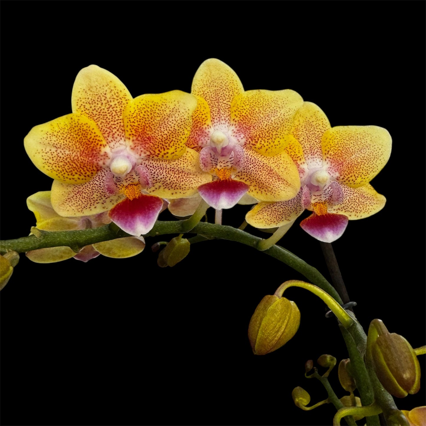 2️⃣9️⃣. Scented MEDIUM Phalaenopsis Orchid Collection – Mixed Colours (12 cm Pot, 50 cm Tall)