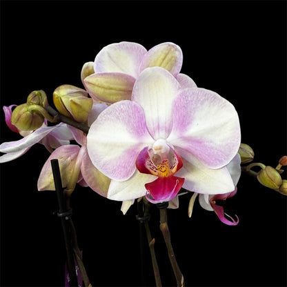 5️⃣8️⃣. Joy Phalaenopsis Orchid – 30cm Tall | 7cm Nursery Pot | Medium-Growing Live Orchid Plant