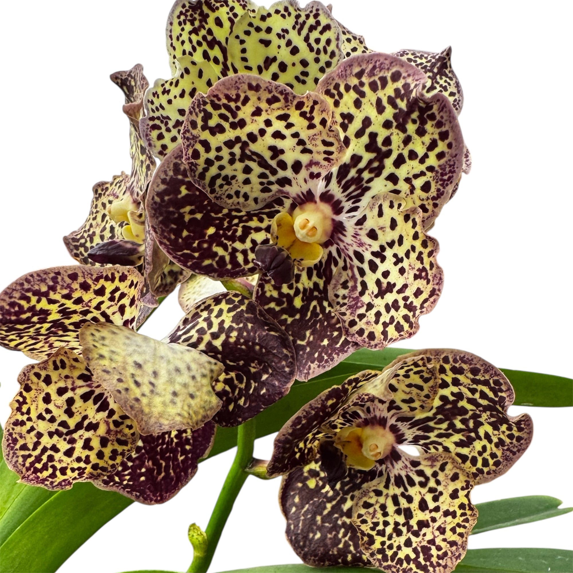 2️⃣2️⃣.Vanda Special colours Orchids – A Burst of Colour & Elegance (C ...