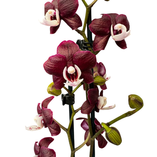6️⃣3️⃣. 🖤 Black Widow Live Orchid – Dark Purple Orchid Rare Phalaenopsis – (12 cm Pot, 55 cm Tall)
