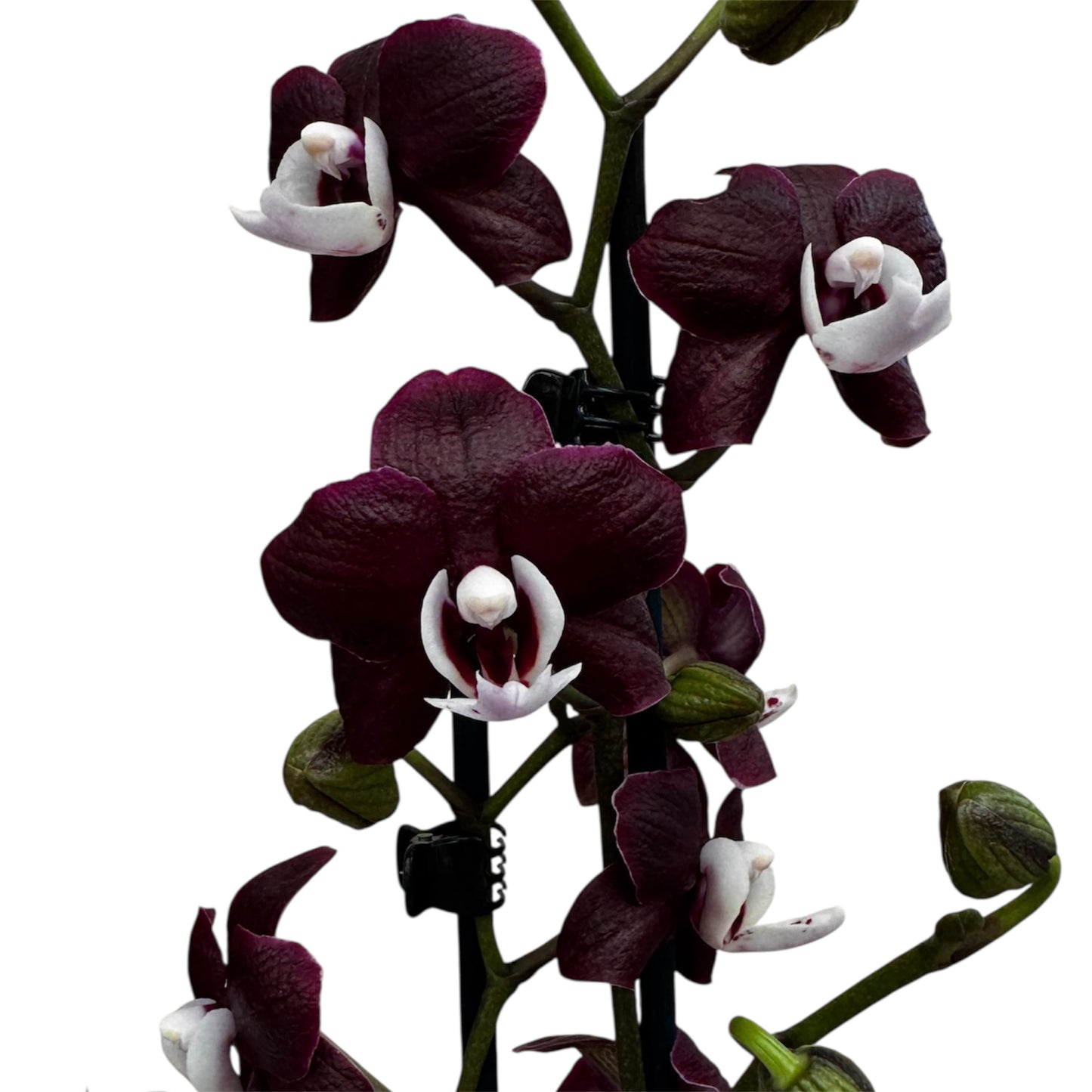 6️⃣3️⃣. 🖤 Black Widow Live Orchid – Dark Purple Orchid Rare Phalaenopsis –  (12 cm Pot, 55 cm Tall)