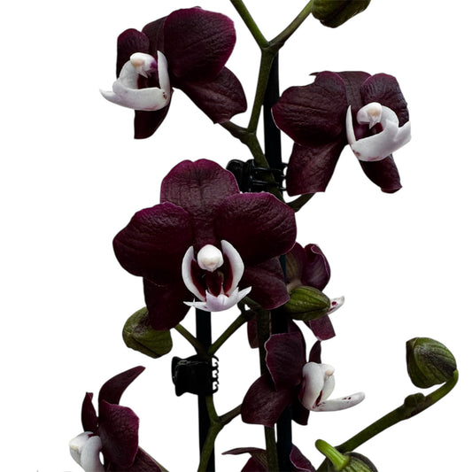 6️⃣3️⃣. 🖤 Black Widow Live Orchid – Dark Purple Orchid Rare Phalaenopsis –  (12 cm Pot, 55 cm Tall)
