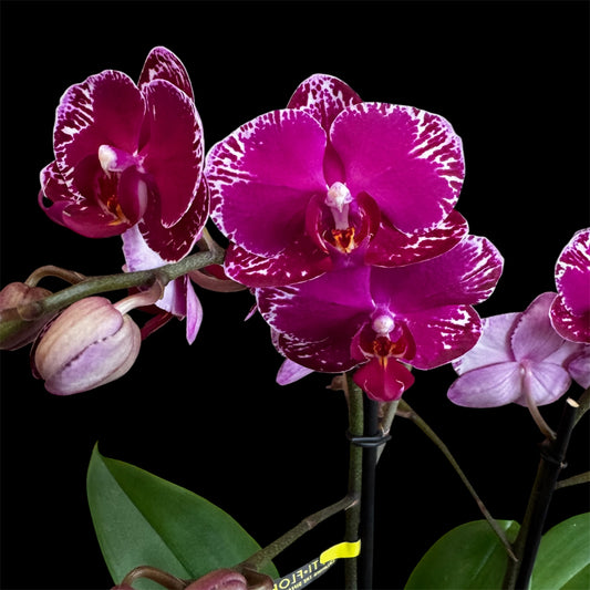 6️⃣6️⃣. Asian Violin – Phalaenopsis Orchid – 12cm Nursery Pot – Approx. 50cm Tall