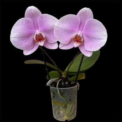2️⃣7️⃣. Premium Singolo Orchid – XXL Bloom, Single Oversized Flower  9cm Nursery Pot (Decorative Pot Not Included)