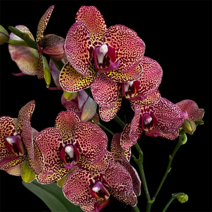 7️⃣0️⃣. Yellow Leopard Orchid – Phalaenopsis | 1–2 Spikes | Approx. 40cm Tall | 12cm Nursery Pot