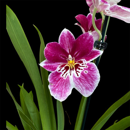 6️⃣7️⃣. Miltonopsis  Pansy Orchid Mix – 35cm Tall | 12cm Nursery Pot | Fragrant Live Indoor Flowering Plant