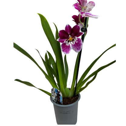 6️⃣7️⃣. Miltonopsis  Pansy Orchid Mix – 35cm Tall | 12cm Nursery Pot | Fragrant Live Indoor Flowering Plant