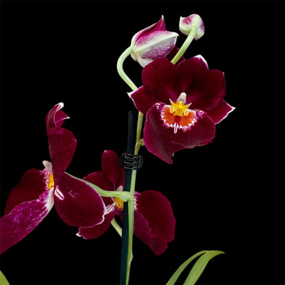 6️⃣7️⃣. Miltonopsis  Pansy Orchid Mix – 35cm Tall | 12cm Nursery Pot | Fragrant Live Indoor Flowering Plant