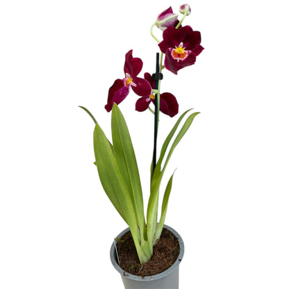 6️⃣7️⃣. Miltonopsis  Pansy Orchid Mix – 35cm Tall | 12cm Nursery Pot | Fragrant Live Indoor Flowering Plant