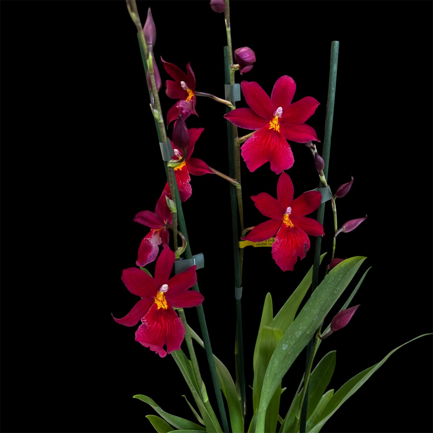 7️⃣7️⃣. Nelly Isler Orchid SCENTED