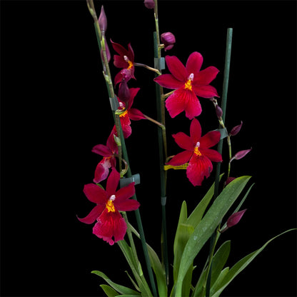 7️⃣7️⃣. Nelly Isler Orchid SCENTED