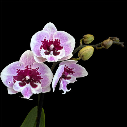 7️⃣9️⃣. Hot Lip Orchid – Big Lip Variety