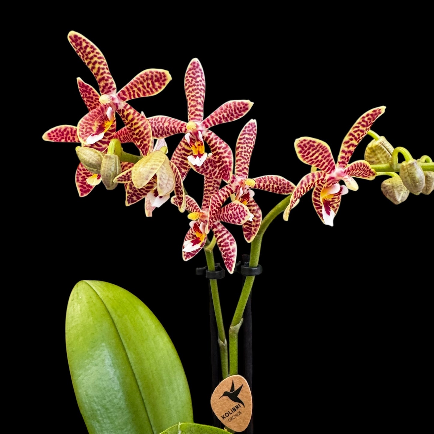 7️⃣8️⃣. Orange Spider – Star Phalaenopsis Orchid – 12cm Nursery Pot – Approx. 45cm Tall