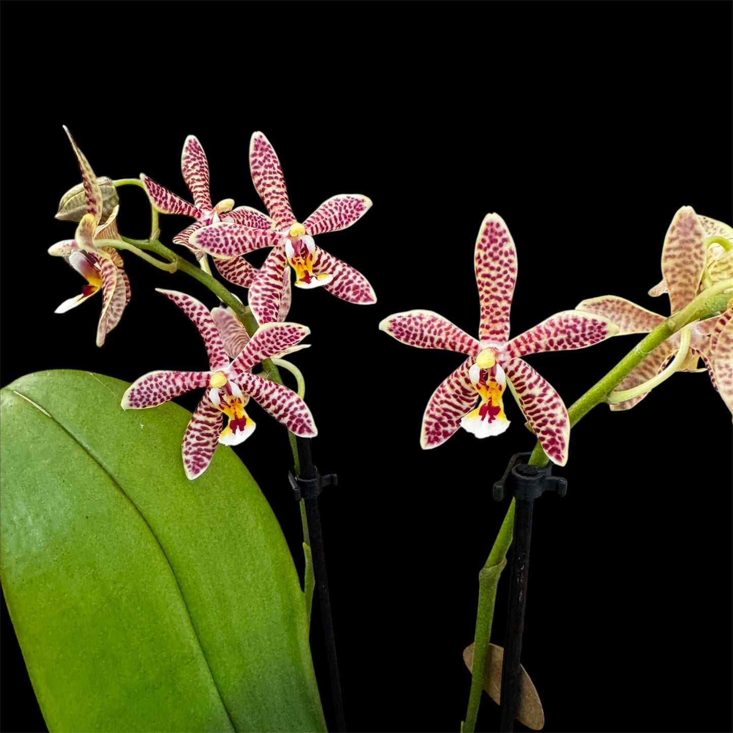 7️⃣8️⃣. Orange Spider – Star Phalaenopsis Orchid – 12cm Nursery Pot – Approx. 45cm Tall