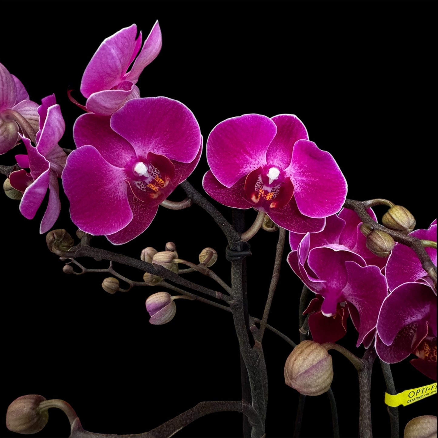 7️⃣6️⃣. Optimost Mix – Famous Orchids 4 Spikes