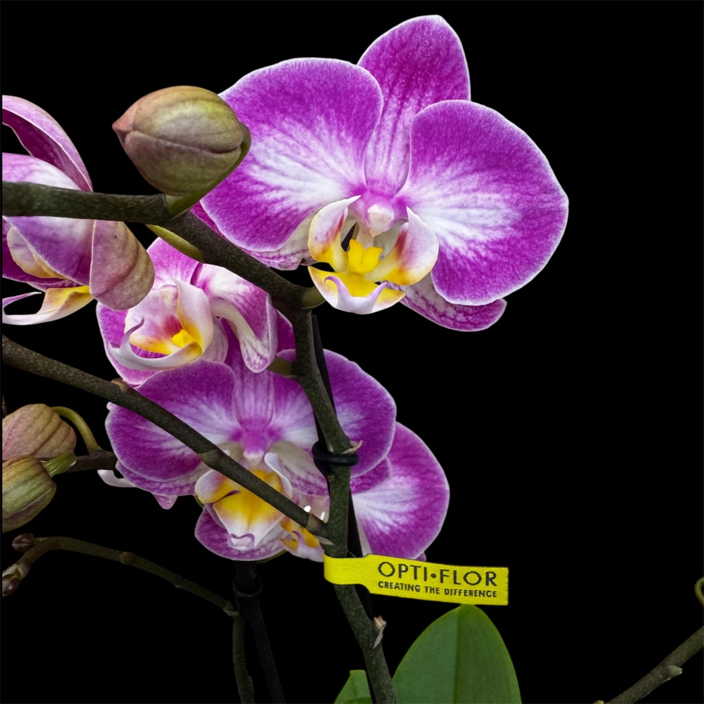 8️⃣6️⃣. Optistar Hollywood Mix 2 Spike Orchids