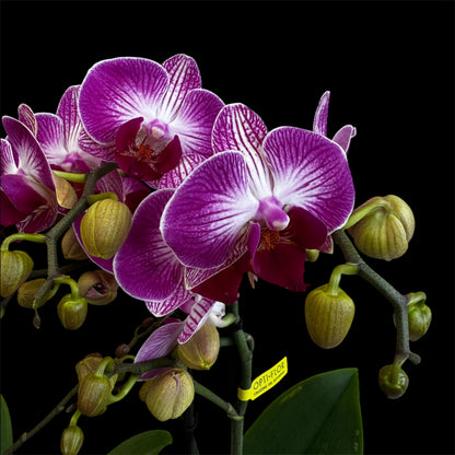 7️⃣6️⃣. Optimost Mix – Famous Orchids 4 Spikes