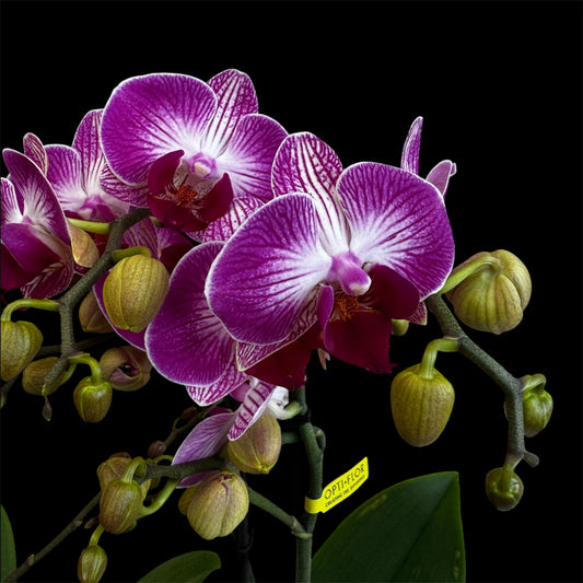 7️⃣6️⃣. Optimost Mix – Famous Orchids 4 Spikes