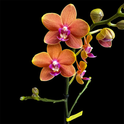 7️⃣6️⃣. Optimost Mix – Famous Orchids 4 Spikes