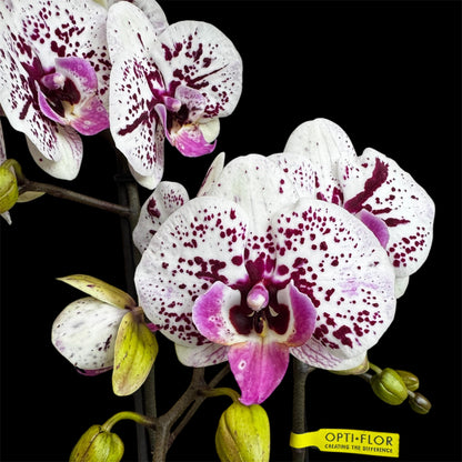 7️⃣6️⃣. Optimost Mix – Famous Orchids 4 Spikes