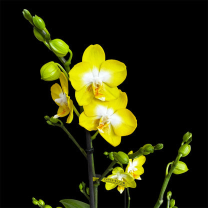 7️⃣6️⃣. Optimost Mix – Famous Orchids 4 Spikes