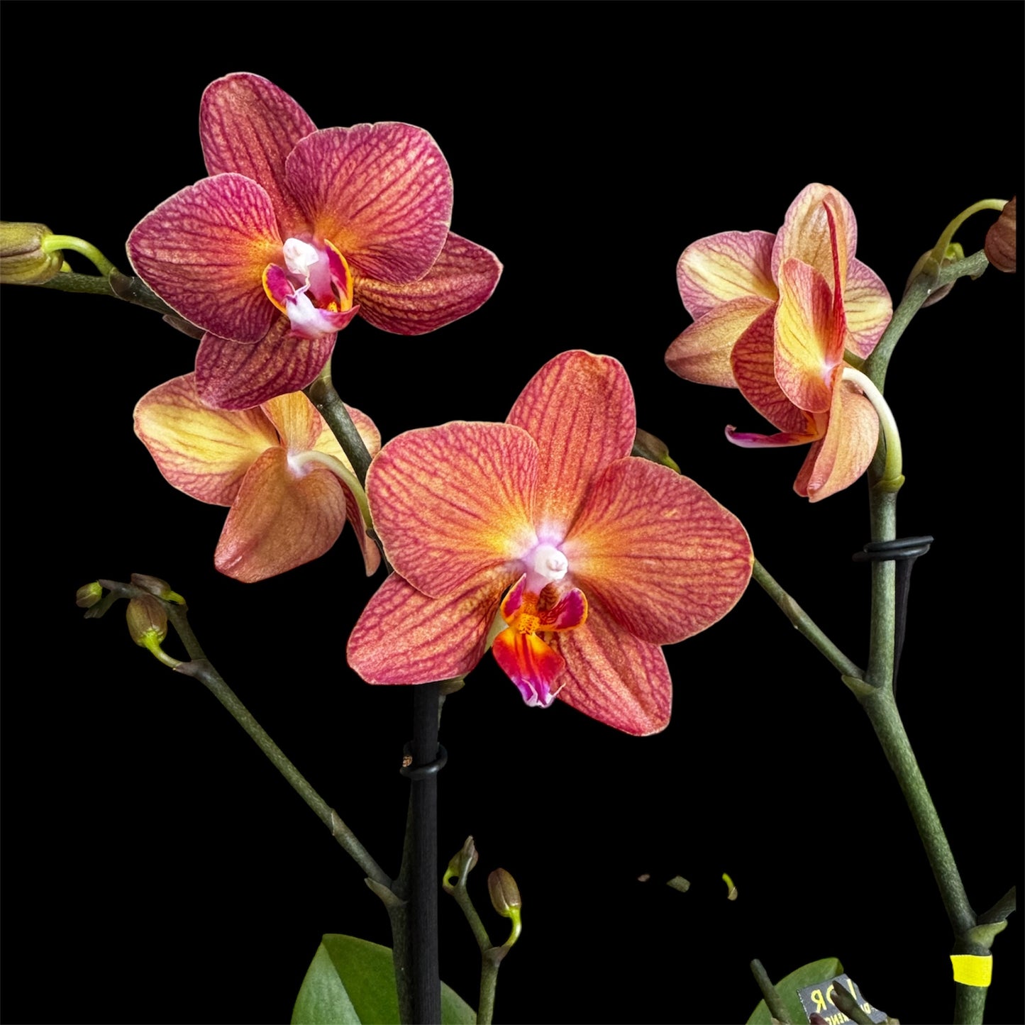 7️⃣6️⃣. Optimost Mix – Famous Orchids 4 Spikes
