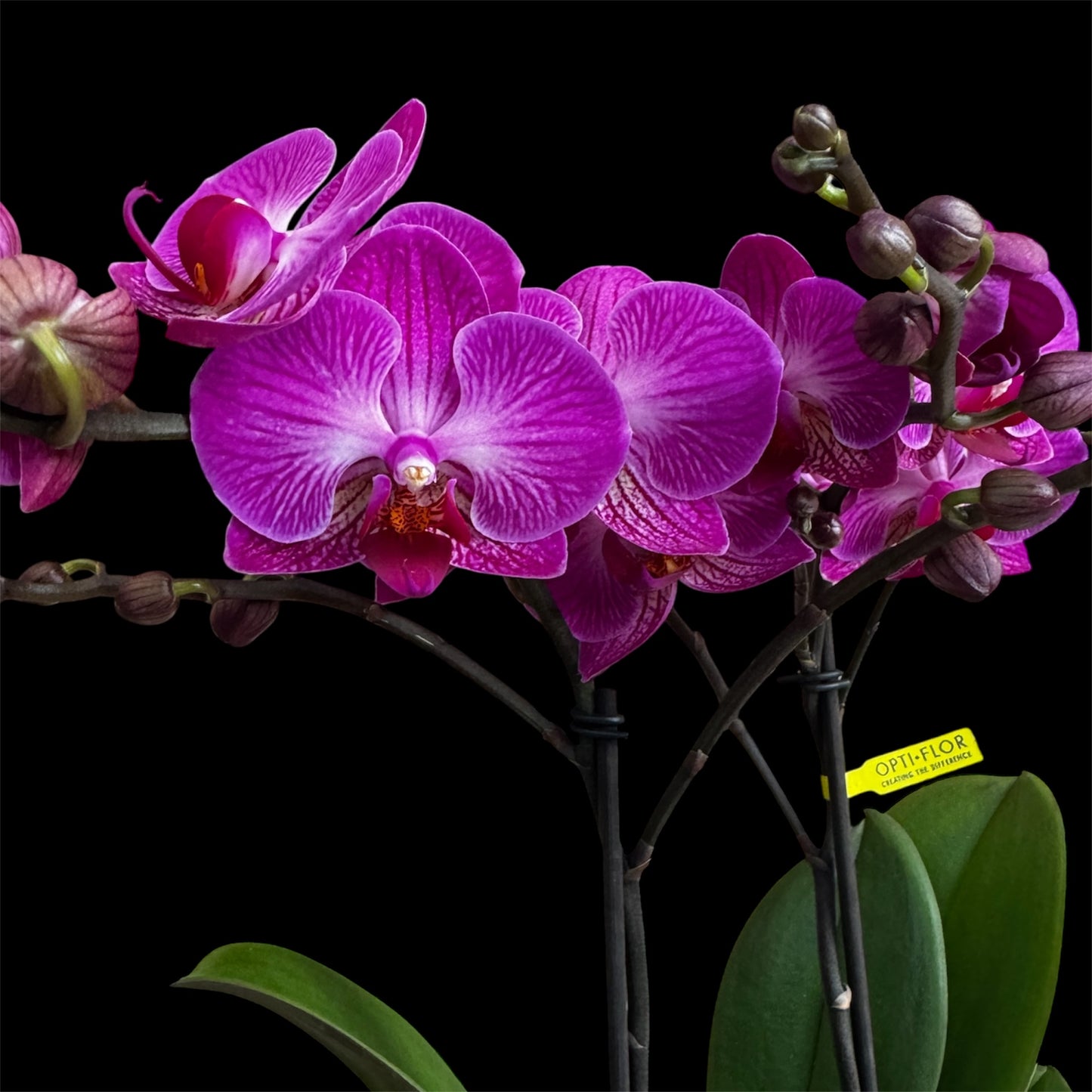 7️⃣6️⃣. Optimost Mix – Famous Orchids 4 Spikes