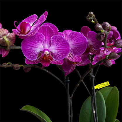 7️⃣6️⃣. Optimost Mix – Famous Orchids 4 Spikes